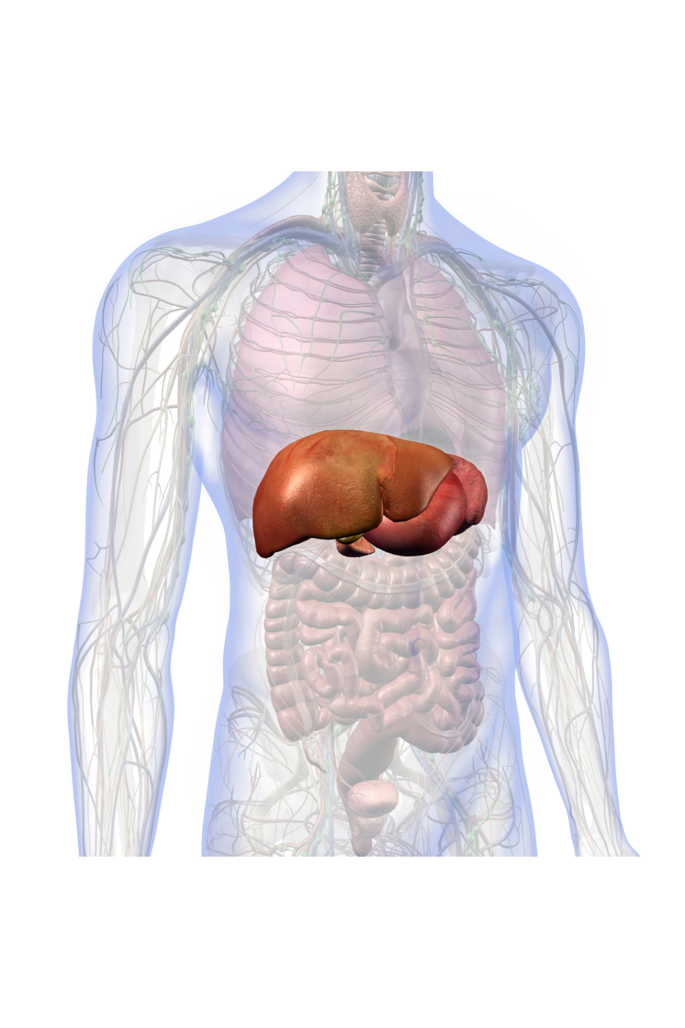 fattty liver disease